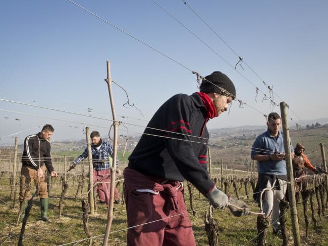Changing lives ... Residents working in the vineyards which produces award winning wine. Picture: Ella Pellegrini